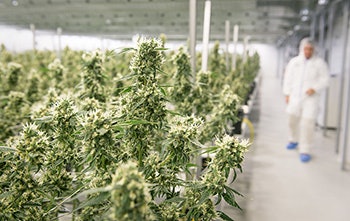 Canopy Growth Smiths Falls Canada Day Cannabis