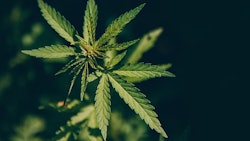 Hemp Interstate Transport Parilov