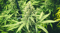 Jace Rivera Cannabis Grower Oklahoma
