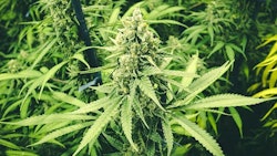 Jace Rivera Cannabis Grower Oklahoma