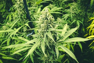 Jace Rivera Cannabis Grower Oklahoma