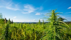 Marijuana Plants Outdoor Farm Adobe Stock Credit Dmytro Sukharevskyi Resized