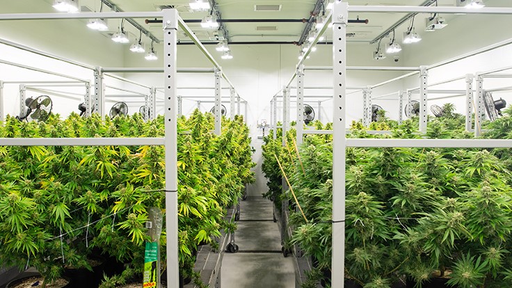 Medpharm Grow Room Resized (1)