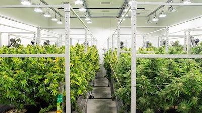 Medpharm Grow Room Resized (1)