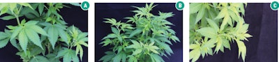 Nutrient Matters Fmt