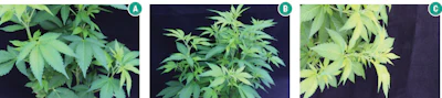 Nutrient Matters Fmt