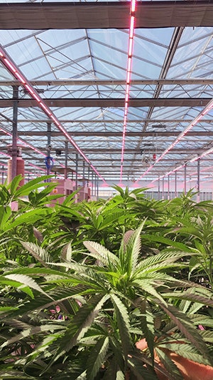 Rubicon Organics Resized