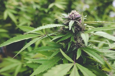 Cannabis Adobe Stock Credit Stephen Canino Resized