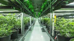 Cannabis Veg Room Hallway