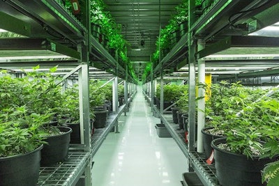 Cannabis Veg Room Hallway