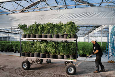 Cannabis Business Times 1 Fmt