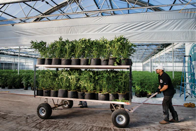 Cannabis Business Times 1 Fmt