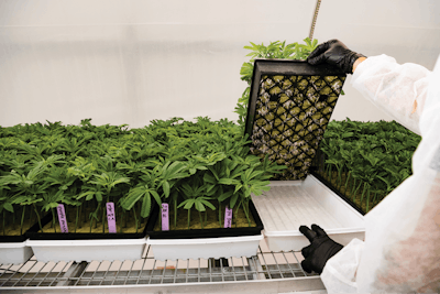 Cannabis Business Times 50 Fmt