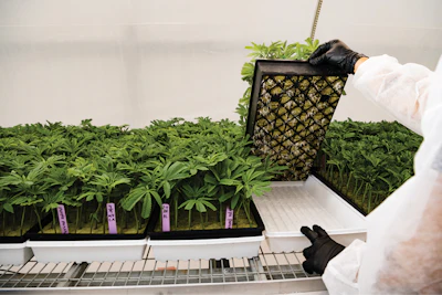 Cannabis Business Times 50 Fmt