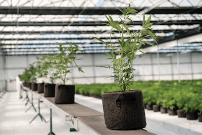 Cannabis Business Times 69 Fmt