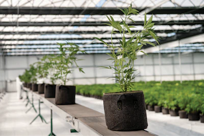 Cannabis Business Times 69 Fmt