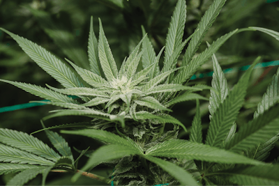 Cannabis Business Times 84 Fmt
