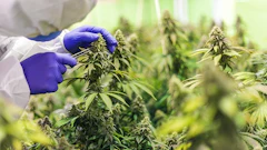 Cannabis Growing Indoors Adobe Stock Credit Felix Bronnimann Resized