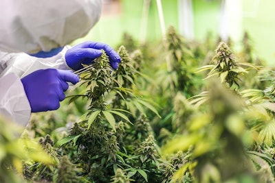Cannabis Growing Indoors Adobe Stock Credit Felix Bronnimann Resized