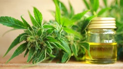 Cannabis Oil And Hemp Adobe Stock Credit Elroi Resized