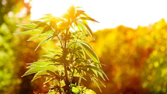 Cannabis Plant Adobe Stock Credit Andreaobzerova Resized