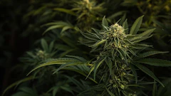 Cannabis Plants In Shadow Adobe Stock Credit Ryland Zweifel Resized