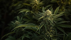 Cannabis Plants In Shadow Adobe Stock Credit Ryland Zweifel Resized