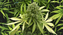 Cannabisplant1