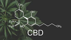 Cbd Chemical Formula Plant Background Adobe Stock Credit Cendeced Resized