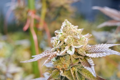 Close Up Bud Resized