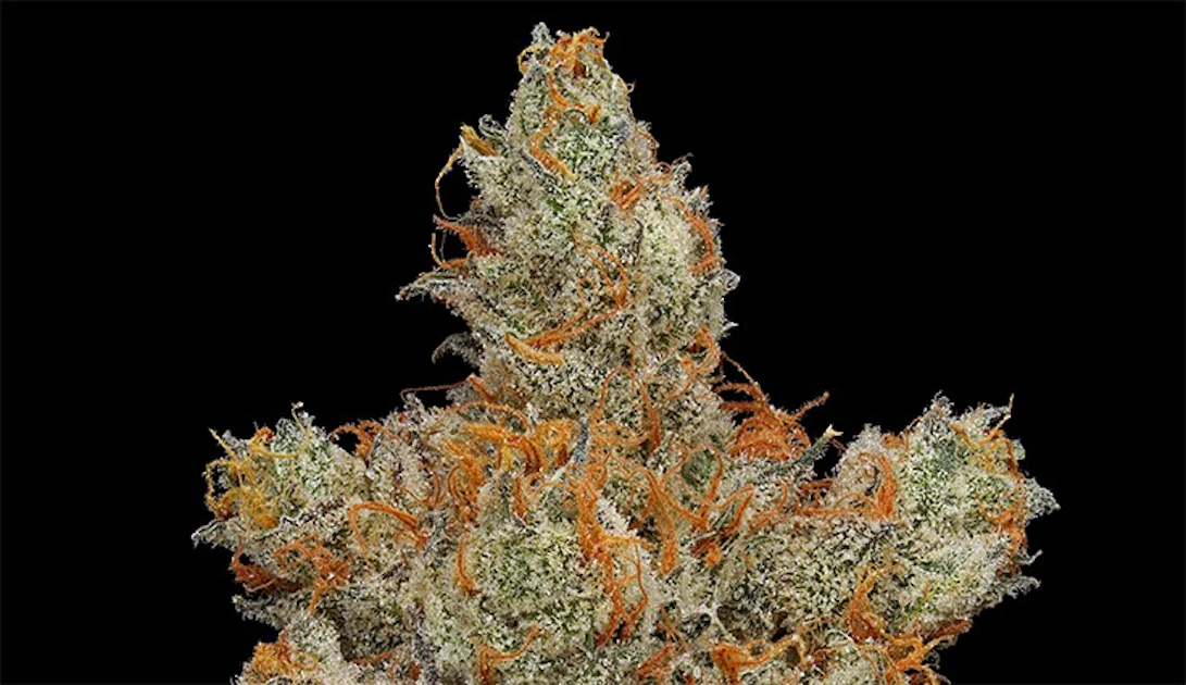 Diamond Dust | Cannabis Business Times