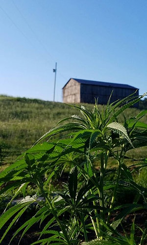 Farm Resized