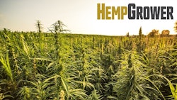 Hemp