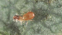 Miticides Fig 4 Neoseiulus
