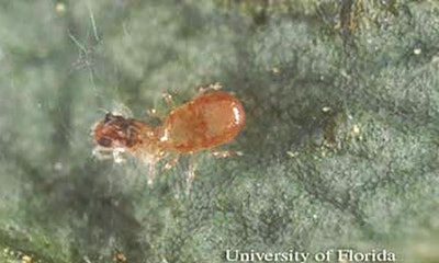 Miticides Fig 4 Neoseiulus