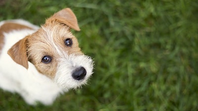 Pet Cbd