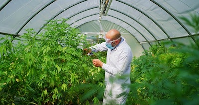 Scientist In Greenhouse Adobe Stock Credit Hquality Resized