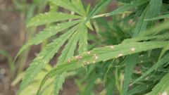 A hemp plant with Cercospora leaf spot.