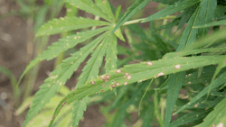A hemp plant with Cercospora leaf spot.