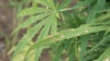 A hemp plant with Cercospora leaf spot.