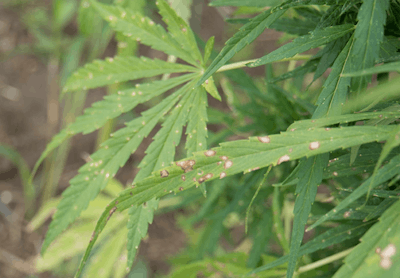 A hemp plant with Cercospora leaf spot.