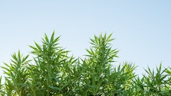 Cannabis California Taxes