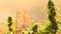 Cannabis Outdoor Soru Epotok