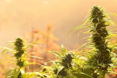 Cannabis Outdoor Soru Epotok
