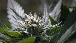 Cannabis Flower Adobe Stock Credit Alien Cat Resized