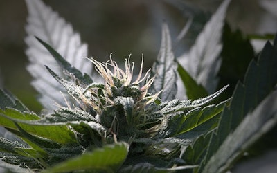Cannabis Flower Adobe Stock Credit Alien Cat Resized
