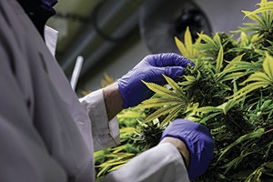 cannabis energy standards illinois