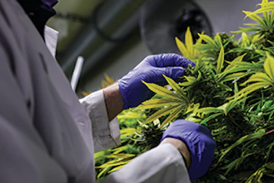 cannabis energy standards illinois