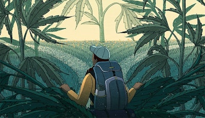 Going Public Cannabis