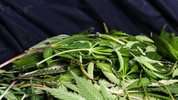 Hemp Waste